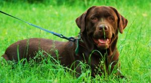 Лабрадор коричневого окраса