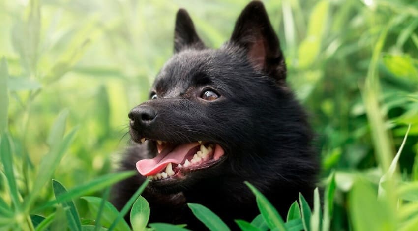 Маленькие черные собаки – 22 породы