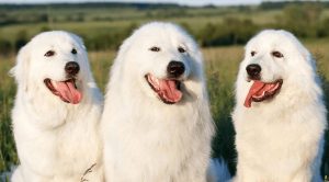 Большие белые собаки