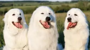 Большие белые собаки