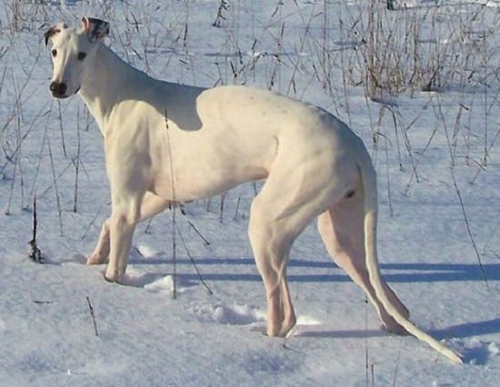 Порода собак лохматые большие черно белые