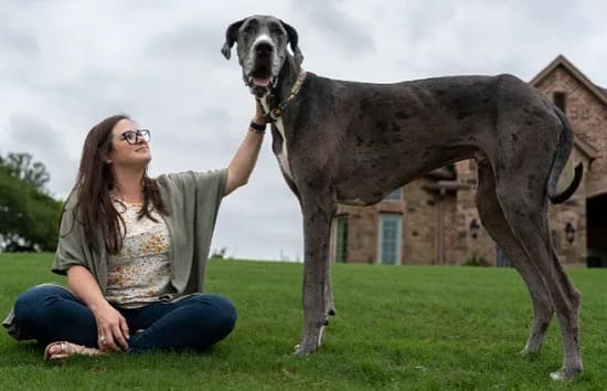 Дог Зевс: самая высокая собака в 2022 году
