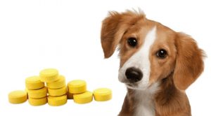 Фурацилина собаке