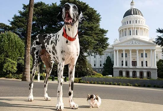 Гибсон и Бу бу: самая высокая и самая маленькая собака 2007 года