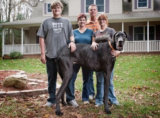 Зевс: самая высокая собака за всю историю