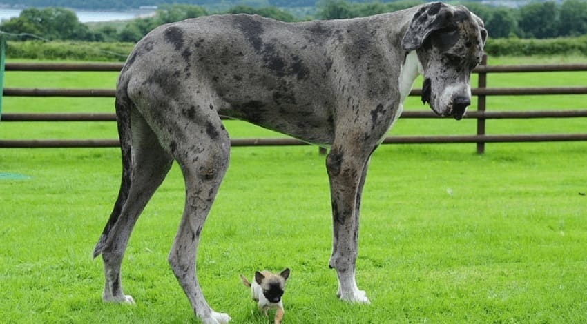 Самые высокие собаки в мире