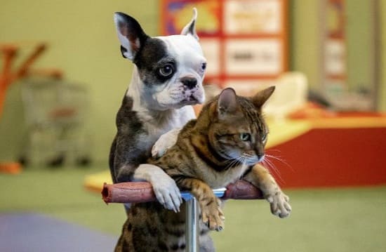 Собака и кошка вместе едут на самокате