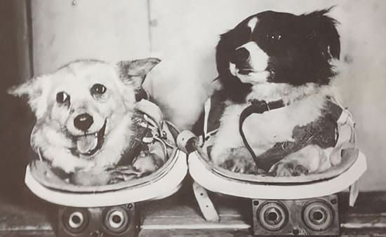 Дворняжки Дезик и Цыган: первые собаки в космосе