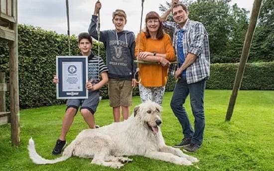 Ирландский волкодав Кеон: новый рекордсмен по длине хвоста