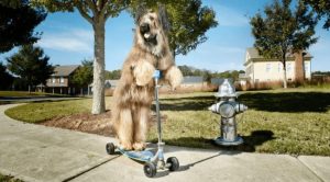 Рекорды собак в Книге Гиннеса