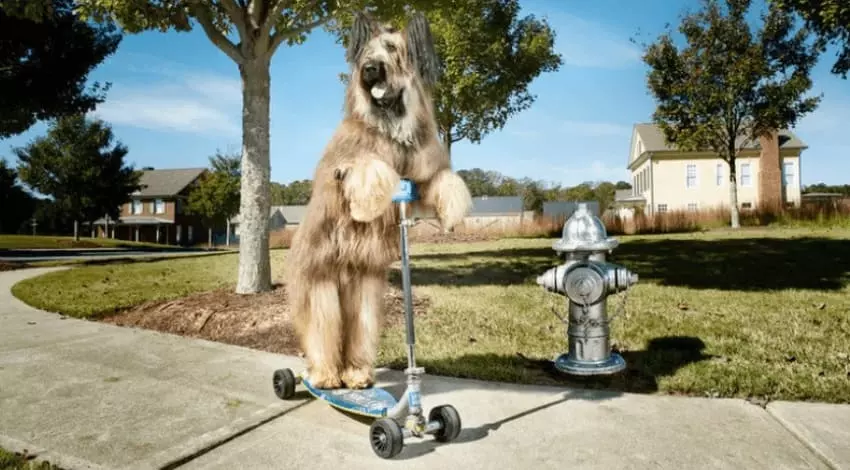 Рекорды собак в Книге Гиннеса