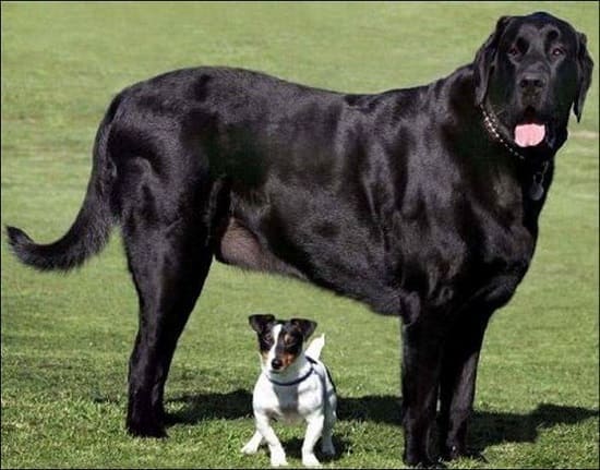 Самсон: крупная и тяжелая собака