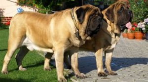 Самые тяжелые собаки в мире