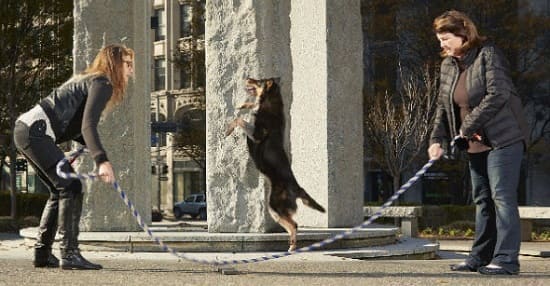 Собака Джеронимо: рекордсмен по прыжкам через скакалку