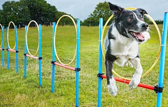 Собака Нео: рекордсмен по сложным трюкам