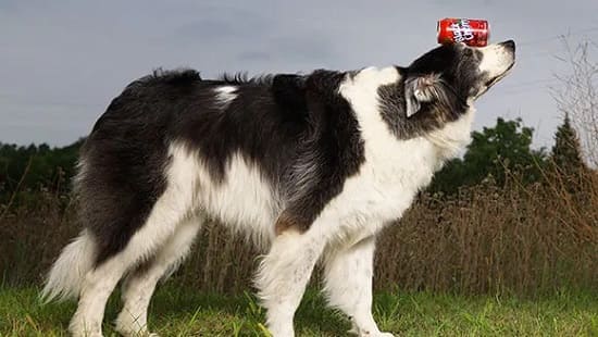 Собака Свит Пи: рекорд балансировки предметов