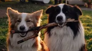 Окрасы бордер колли