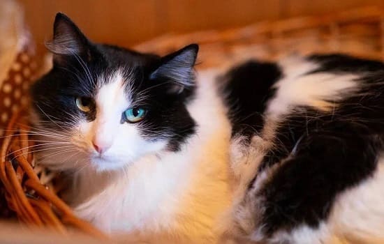 Приютская кошка Приютская кошка