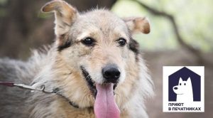 Собака из приюта