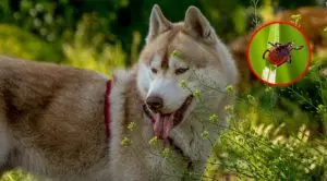 Как вытащить клеща у собаки