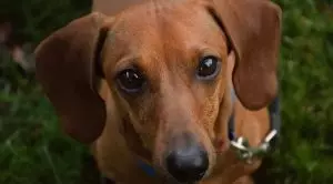 Хейлетиеллез у собак