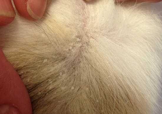 Симптомы хейлетиеллеза у щенка: шелушение, чешуйки