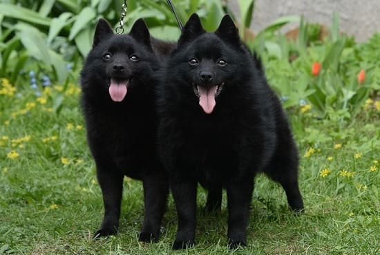 2 собаки шипперке