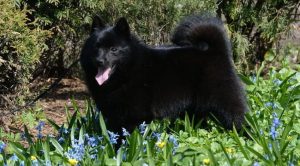 Бельгийские породы собак