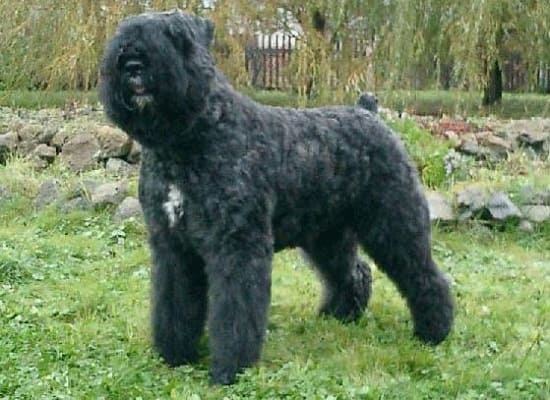 Фландрийский бувье