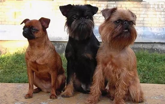 Малые бельгийские собаки
