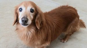 Собака долгожитель: такса Фанни