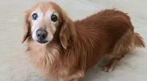 Собака долгожитель: такса Фанни