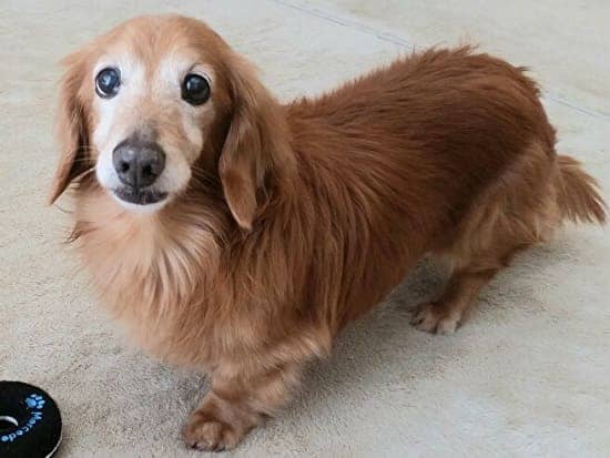 Такса Фанни: самая старая собака в 2020 году