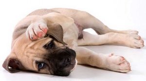 Отит у собаки