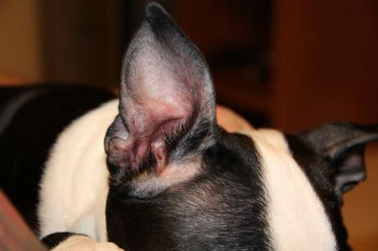 Симптомы отита у собак: покраснение ушной раковины
