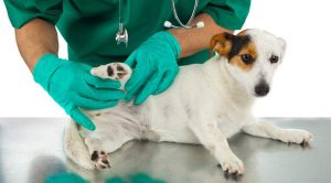 Ушиб у собаки