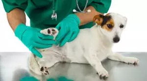 Ушиб у собаки