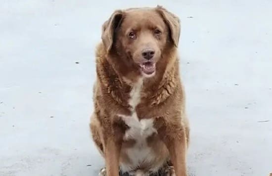 Бобби: самый старый пес за всю историю