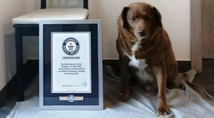 Самая старая собака в мире с сертификатом Книги рекордов Гиннесса
