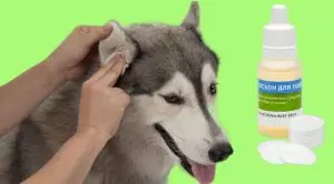 Как чистить уши собаке