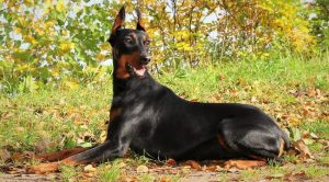 Собака с острыми ушами