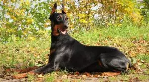 Собака с острыми ушами