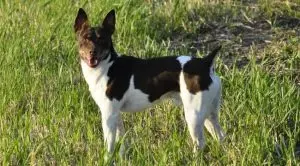 Собака с коротким хвостом