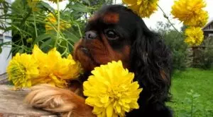 Собака с приплюснутой мордой