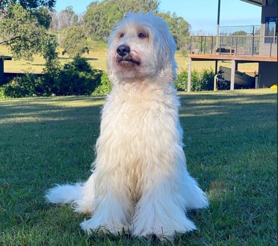 Австралийский коббердог