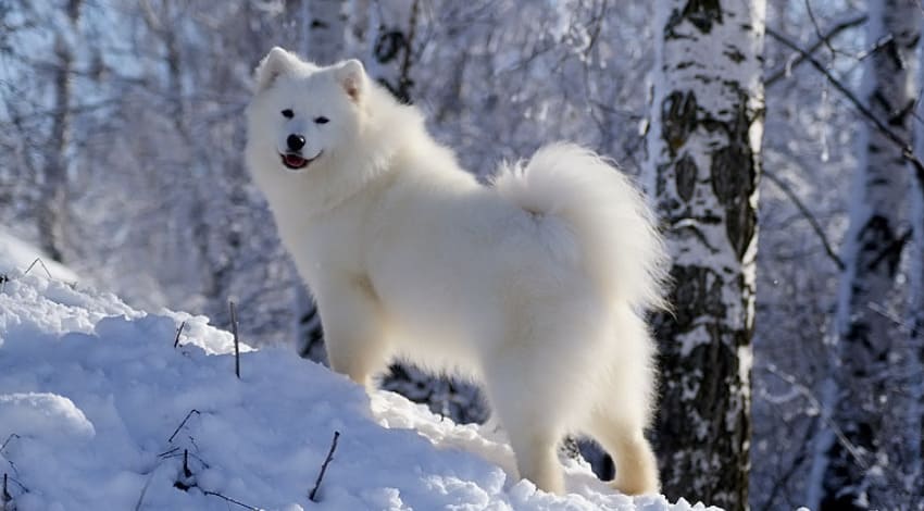 Белая собака среднего размера