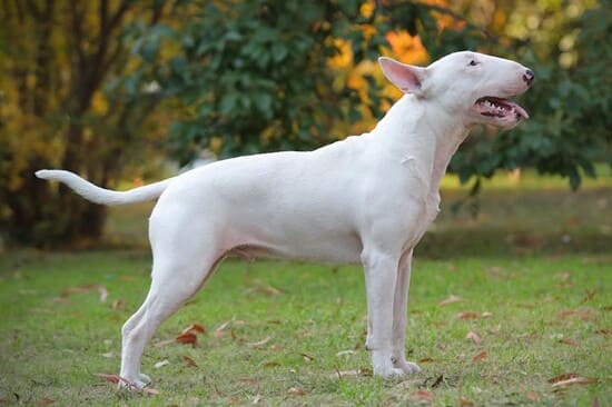 Бультерьер