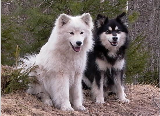 Финские лаппхунды