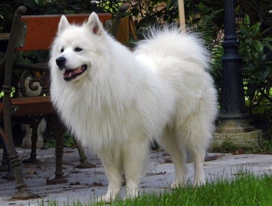 Гроссшпиц: большой немецкий шпиц