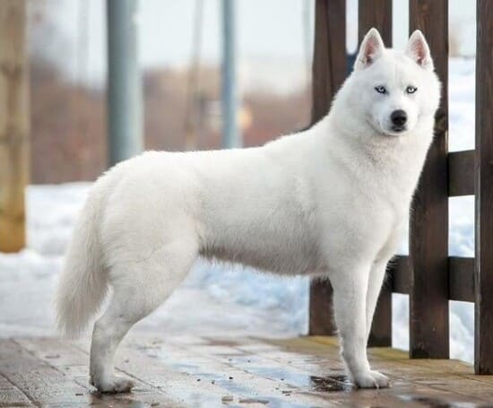 Белошерстный хаски